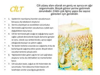 Cilt Altı Yağ Tabakasını Korumanın Önemi