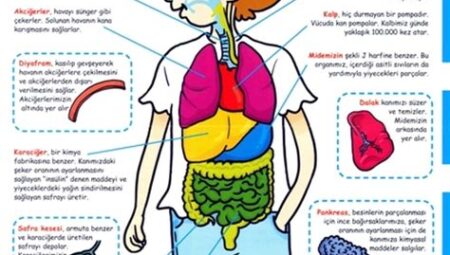 İç Organların Sağlığı İçin Suya Ne Eklenebilir?